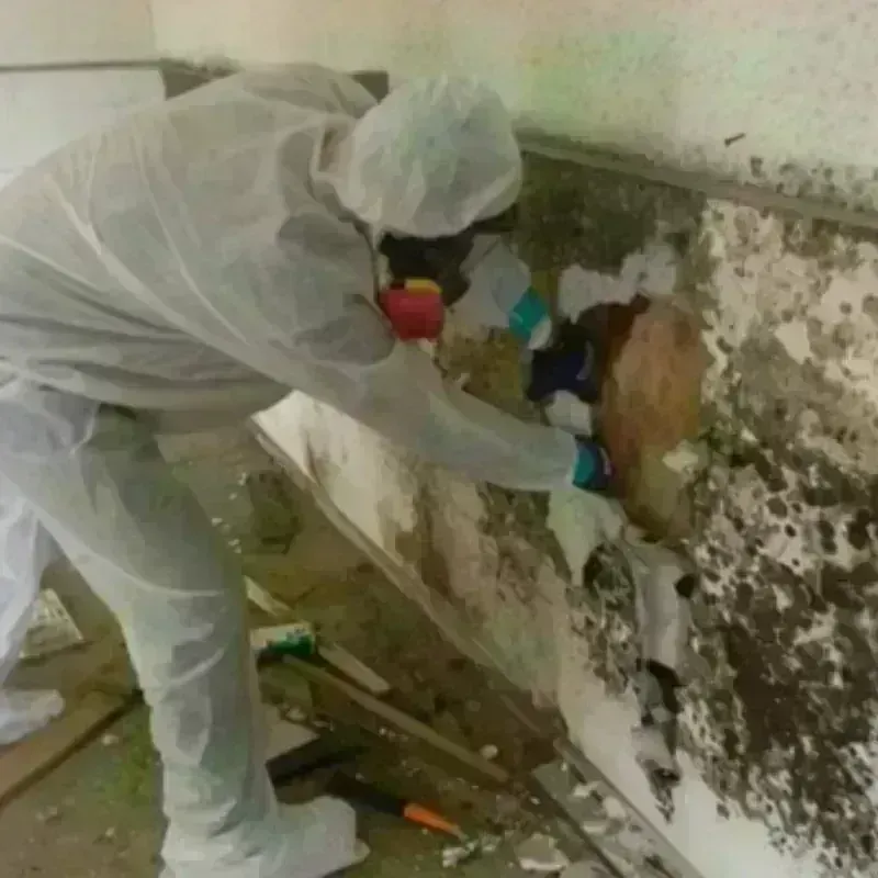 Mold Remediation and Removal in Piedra Gorda, PR